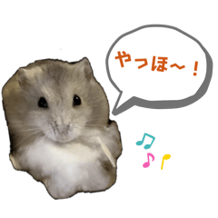 [LINEスタンプ] ジャンガリアンハムスターのこめちゃん