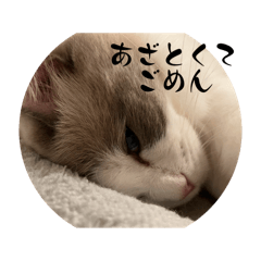 [LINEスタンプ] おもちときどき猫ちゃんたち