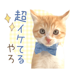 [LINEスタンプ] ツンデレ男ルナさん