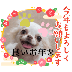 [LINEスタンプ] 犬スタンプ、yamami