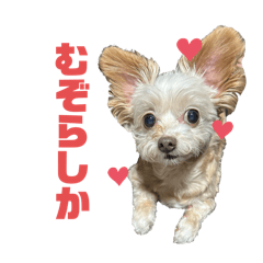 [LINEスタンプ] チャチャのスタンプだよーん③