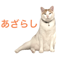 [LINEスタンプ] かわいいうちの猫のスタンプ2