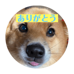 [LINEスタンプ] レンくん（タヌキツネイッヌ）