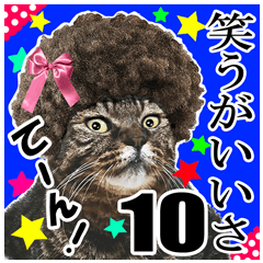 [LINEスタンプ] リアルキジトラ❤笑える猫写真10