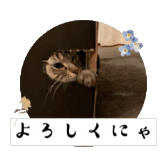 [LINEスタンプ] 〜愛猫のLIFE2〜