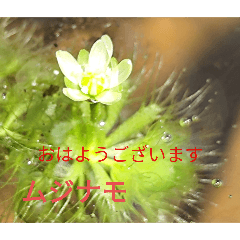 [LINEスタンプ] 朝のご挨拶に 夏の山野草を