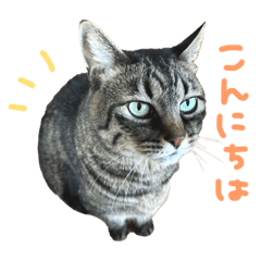 [LINEスタンプ] ねこのフク