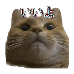 [LINEスタンプ] 猫のくるみしゅりんぷ