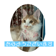 [LINEスタンプ] ミイくんのこの頃