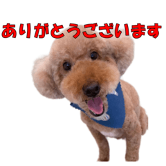 [LINEスタンプ] 楽しいトイプードルスタンプ（ケビン）