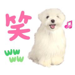 [LINEスタンプ] マルチーズのワンくんです！