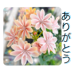 [LINEスタンプ] WHITE Pearl【お花で挨拶】春夏秋冬のお花