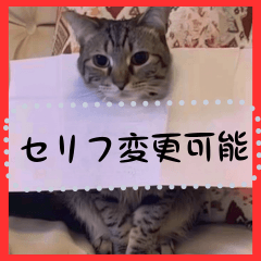 [LINEスタンプ] ⚫メッセージキャット【セリフ変更可能】