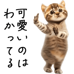 [LINEスタンプ] 態度がでかい猫【可愛い・シュール】