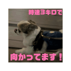 [LINEスタンプ] ちょっとだけ動くおこめちゃん