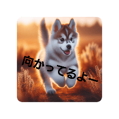 [LINEスタンプ] ちびシベリアンハスキー、Mr.-ジャック