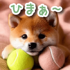 [LINEスタンプ] 毎日使えるかわいい柴犬【連絡・家族】