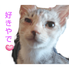 [LINEスタンプ] こねこ氏