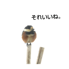 [LINEスタンプ] ヤマガラ氏