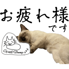 [LINEスタンプ] お酒とネコ好きな日常会話17