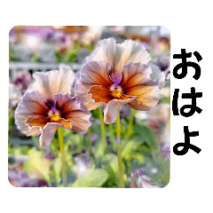 [LINEスタンプ] White Pearl【四季のお花で挨拶】繋げる