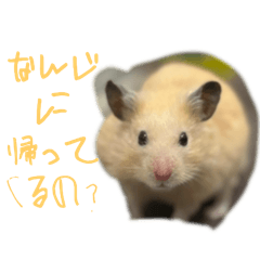 [LINEスタンプ] キンクマハムスターくまたん