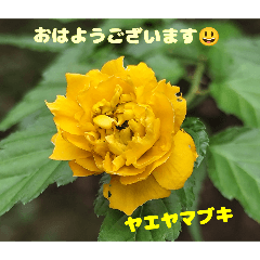 [LINEスタンプ] 初秋の山野草と ご挨拶