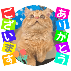 [LINEスタンプ] ねこまーち クリスタルプリンス