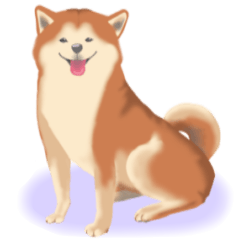 [LINEスタンプ] 【文字なし】キュートな柴犬