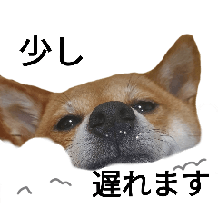 [LINEスタンプ] 福ちゃんだね♡日常編3