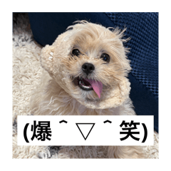 [LINEスタンプ] 犬と顔文字の日常スタンプ