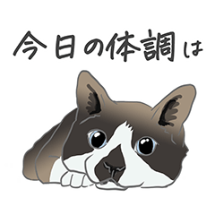 [LINEスタンプ] チョコ色猫＿体調を伝える編