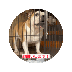 [LINEスタンプ] ネザーランドッグたち