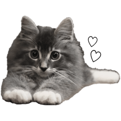 [LINEスタンプ] メインクーンの子猫