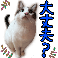 [LINEスタンプ] 家猫コハナの日常スタンプ