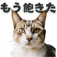 [LINEスタンプ] 本音で生きる猫スタンプ