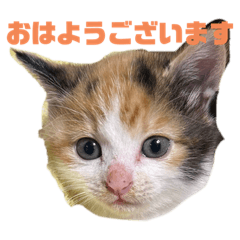 [LINEスタンプ] こねこ もみじ