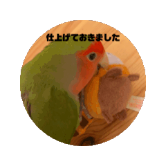 [LINEスタンプ] 動く俺様インコのコロちゃん