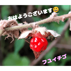 [LINEスタンプ] 日ごろのご挨拶に 初秋の山野草を添えて