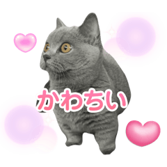 [LINEスタンプ] マンチカンのラムちゃん①