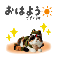 [LINEスタンプ] 三毛猫スタンプ 日常編