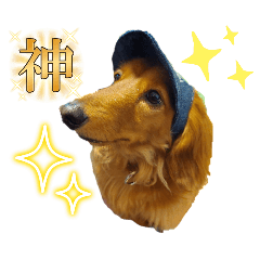 [LINEスタンプ] 神かわいいこむぎさん