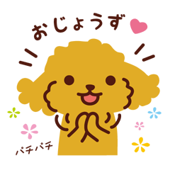 [LINEスタンプ] トイプードルのほめ言葉スタンプの画像（メイン）