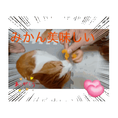 [LINEスタンプ] 日常会話 CAT1