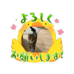 [LINEスタンプ] お疲れ猫レンジャー