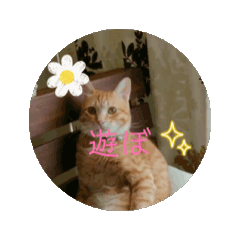 [LINEスタンプ] ねここの会話