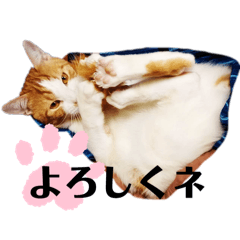 [LINEスタンプ] CAT 猫 ねこ ネコ