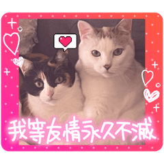 [LINEスタンプ] みるくとここあの飼い主よう