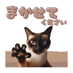 [LINEスタンプ] シャム猫スタンプ 日常編