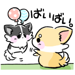 [LINEスタンプ] ちわわっこ。